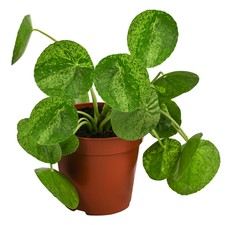 Glückstaler Mojito Pilea peperomioides Rarität ca. 15 cm Ø Topf 13 cm, Dehner