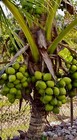 Dwarf Coconut Organic seeds two sprouted seeds