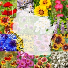 Wisconsin Bulk Perennial Wildflower Mix 1lb Covers 2,000sq-ft - Attract Polli... 41.94 per gallon