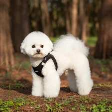 Soft Dog Harness Training Leash Breathable Mesh Harness XXXS XXS XS S M L Hot US