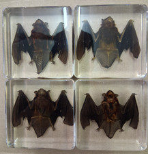 REAL BAT IN RESIN BLOCK ~Oddities ~Weird Stra...