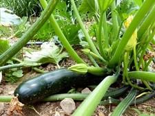 Black Beauty Zucchini Seeds, 1/4 LB, Summer Squash, NON-GMO, FREE SHIPPING