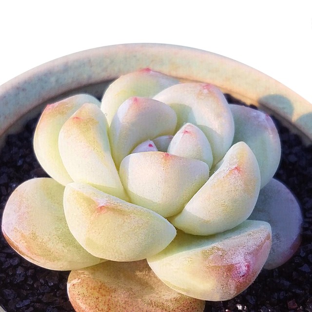 Moon Cactus In Tea Cup Fully Rooted Planter Pot Live Plant