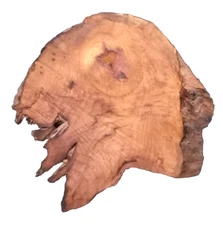 MYRTLEWOOD BURL SLAB TURNING CRAFTING  WOODWORKING APPROX 12.5x12x1.25 IN