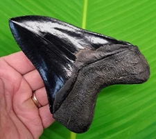 5.15” MEGALODON SHARK TOOTH Real Fossil   NO RESTORATIONS - GEORGIA