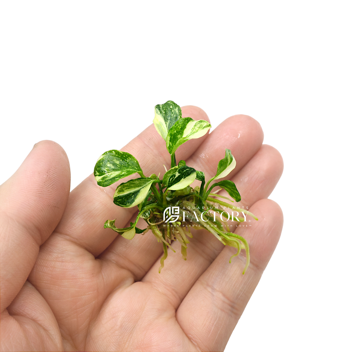 s-l1200.png