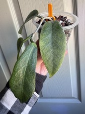 Hoya Trigonolobus IML1731 Rooted Plant Rare Hoya Plant Multiple Nodes