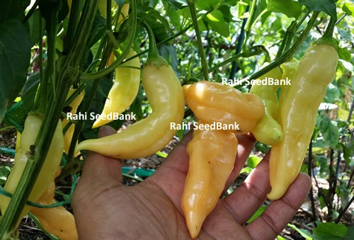 Chilli Sugar Rush Peach - Rare Peach Coloured Sweet Chilli from Peru - 10 Seeds - image 4 of 4