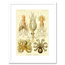 Nature Ernst Haeckel Octopus Biology Germany Vintage Framed Wall Art Print
