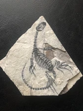 AMPHIBIAN-VERTEBRA-NOTHOSAURIA-JURASSIC-dragon dinosaur fossil--Holiday gift-15