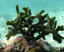 Live Codium Macroalgae 2" Frag/Reef/ Refugium