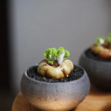 1pc 4cm 1PCS Live Sinningia Bullata Beautiful Garden Rare Planting Root Tuber