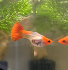 Guppy Fish Wild Koi Short Glass Belly