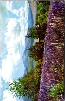 Lupine Blossoms Presidential Range White Mountains NH Vintage Postcard