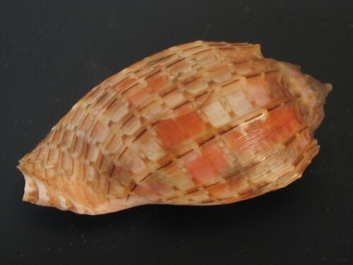 Breathtaking...HARPA DORIS~54.3mm~Senegal SEASHELL - Picture 2 of 3