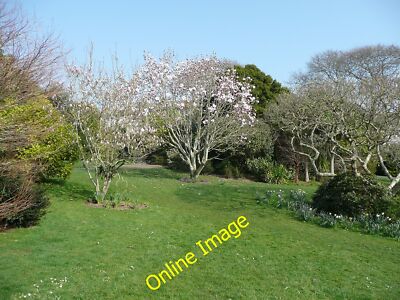 Photo 6x4 Magnolias, Morrab Gardens Newlyn  c2012
