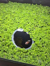 10 Salvinia Minima Water Spangles Live Floating Aquarium Plants.