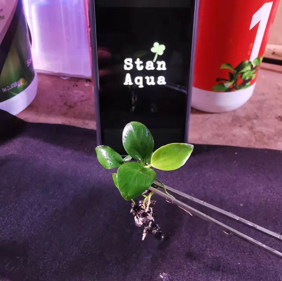 FREE EXPRESS 3XAnubias Nana Petite (10-15 leaves) Aqurium plants - image 2 of 4