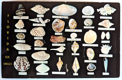 Florida Sea Shells Shell Display Dodson's Shell Shop Vintage Chrome Postcard E7