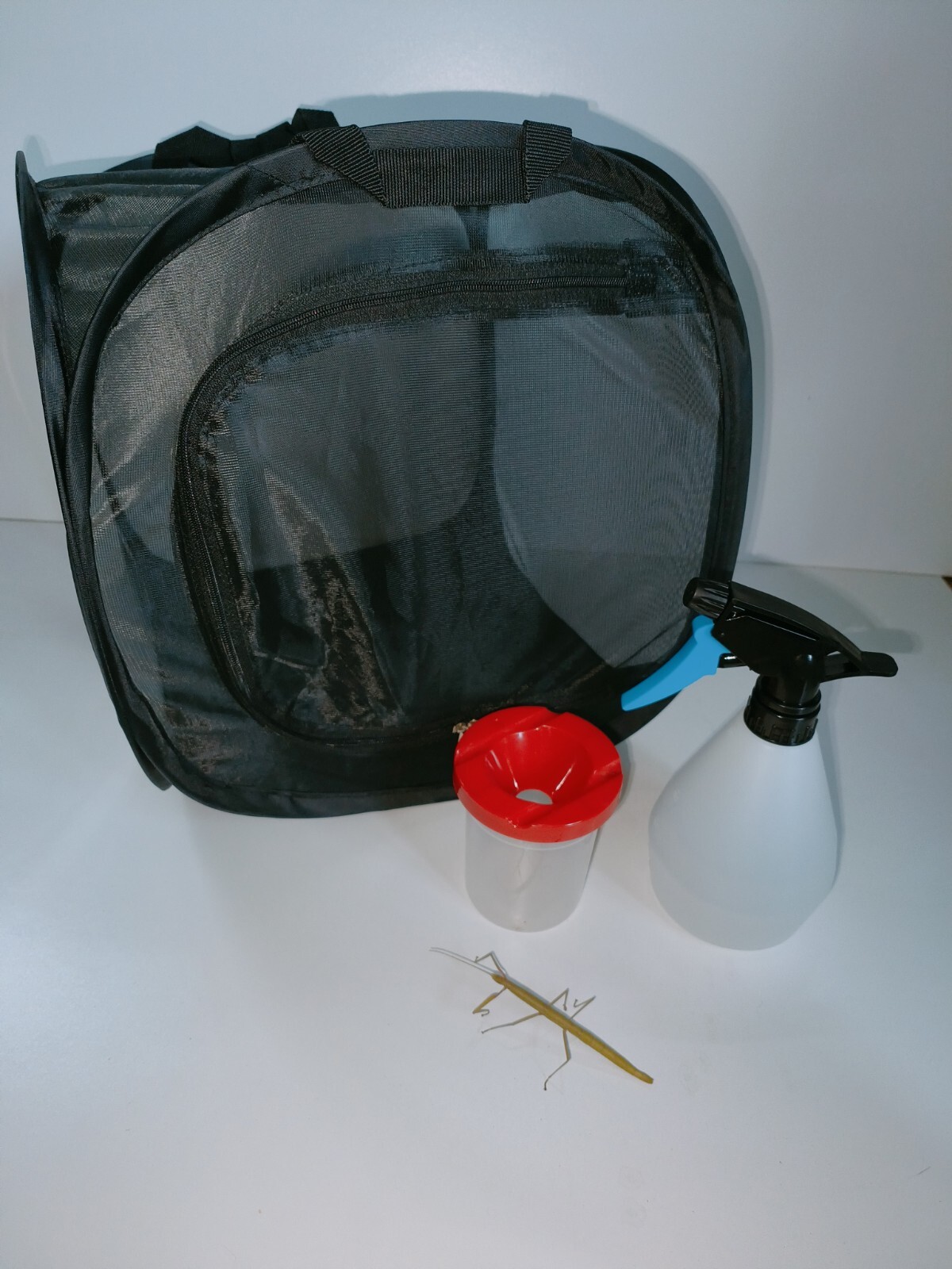 Indian stick insect starter kit with eggs or nymphs! Mesh Enclosure eBay