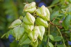 15 Graines de Savonnier - arbuste ornemental- semences paysannes