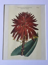 Vintage Style Aloe Flower Archival Print Matted And Framed In Oak frame 16x20