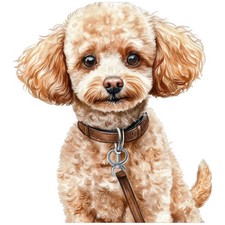 2 adesivi barboncino nano adesivo auto 9 x 9 cm cane barboncino cucciolo anim...