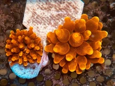 🌈 Chicago Sunburst  Anemone RBTA, clownfish hosting, clones of Photo/WYSIWYG