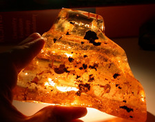 Fascinating Menagerie LOTS to See in Colombian Copal Amber Fossil GIANT 188 gram