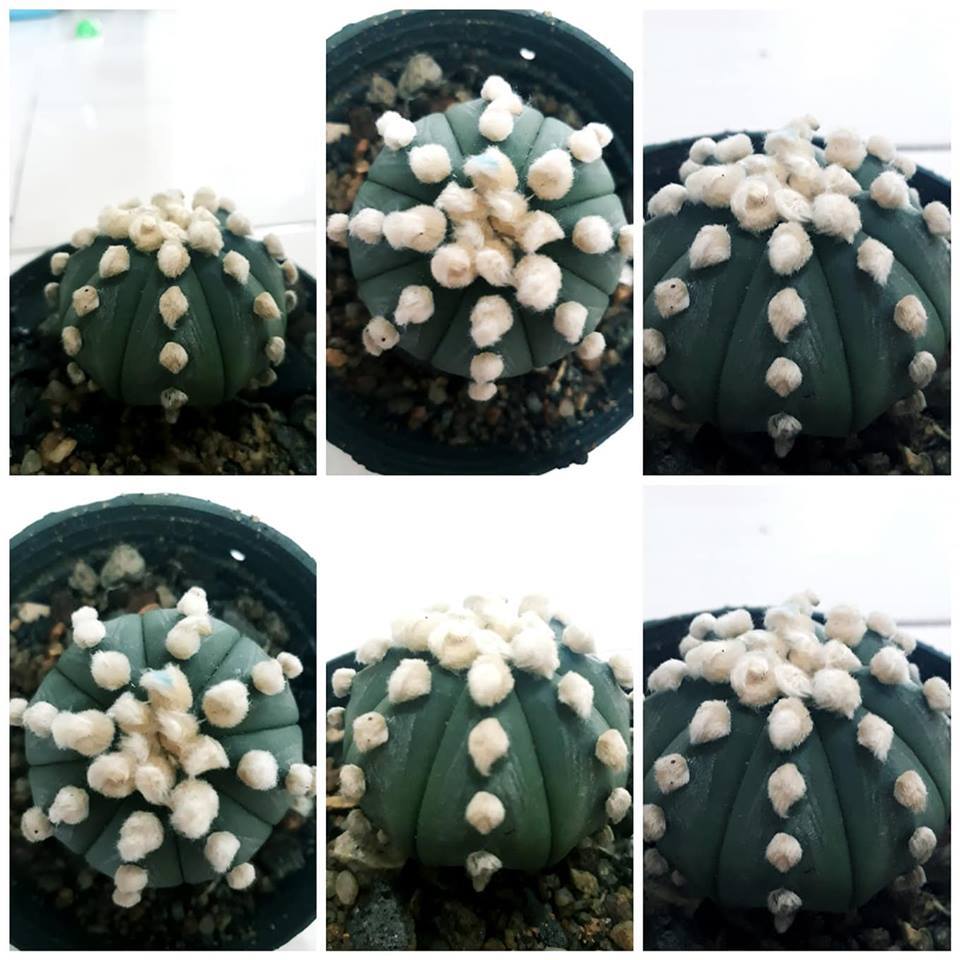 その他 OZWRT Spirit of Astrophytum OZWRT Spirit of Astrophytum オズワート 瑠璃兜｜Yahoo!フリマ