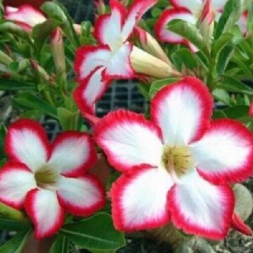 4 White Red Desert Rose Seeds Adenium Obesum Flower Exotic Seed Flowers 339 - Picture 12 of 12