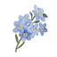 forget-me-not-62