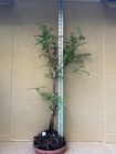 Dawn Redwood (Meta Sequoia) Deciduous Pre-Bonsai Tree,  Root Over Possibility  — photo 2