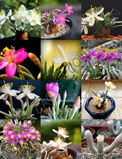 FLOWERING AVONIA MIX variety rare exotic succulent cactus plant seed - 15 SEEDS