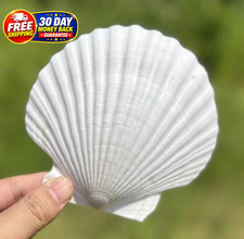 10 PCS Large Scallop Shells 4-5 inch Natural White Scallop Shells from Sea Beach