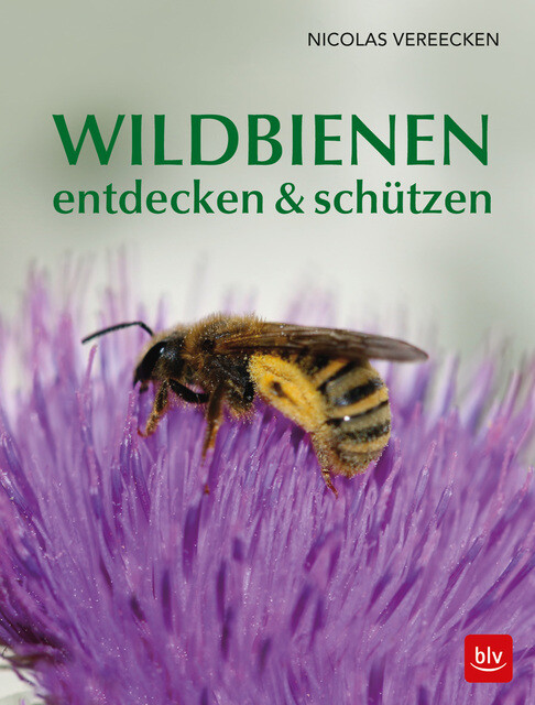 Thumbnail - Wildbienen Entdecken & Schützen Nicolas Vereecken