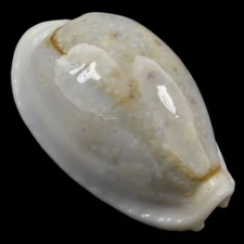 CYPRAEA (Naria) BOIVINII (Masbate Isl., Philippines) 24.4mm #47103