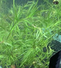 1 Cup Guppy Grass - Najas Guadelupensis - Aquarium Plant