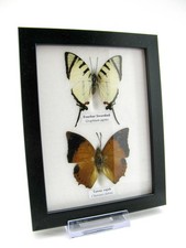 2 farfalle vere, imbottite, bellissime in vetrina  pezzo unico  murale A-02-h-07