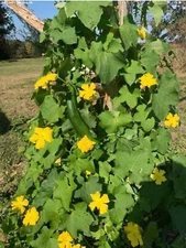 20 Organic 2024 Luffa Loofah Seeds Vegetable Sponge Easy To Grow