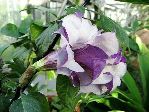 Datura Seeds 50 PCS | Ornamental Flower Seeds for Home Garden