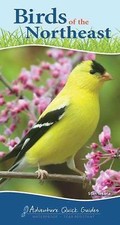 Birds of the Northeast: Your Way to Easily Ide... 9781591934073 by Tekiela, Stan