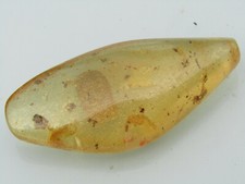 Bernstein mit Einschlüssen Kopaiva Baum Velez - Santander Kolumbien