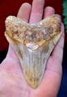 A12,   BEAUTIFUL lower 4.7" ,   MEGALODON SHARK TOOTH, BEST VALUE MEGS ,U.K