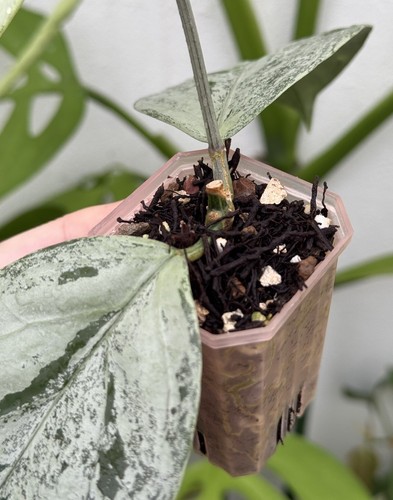 🩶Hoya Coriacea Silver🩶(Very Rare)~Established Indoor/Outdoor Plant🌿 - Picture 7 of 11