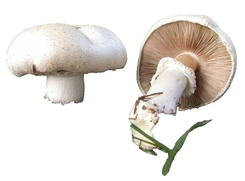 Peat Mushrooms, Spawns & Kits