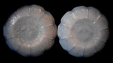 Jeannette Cherry Blossom saucers set of 2 Blue Delphite 4 1/2 in. diameter
