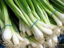 Onion Tokyo Long White Seeds 200+ Bunching Scallion Vegetable USA FREE SHIPPING