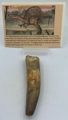 Spinosaurus Teeth Dinosaur F0SSIL Before T Rex Cretaceous K513