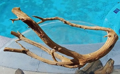Large Driftwood Manzanita Aquascape Terariam Avery Snakes Fish 24''×15''×10''